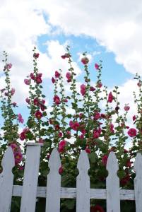 anita klumper's hoolyhocks